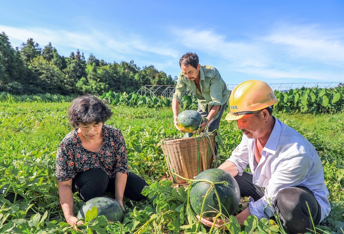 回山西瓜获丰收-新昌新闻网
